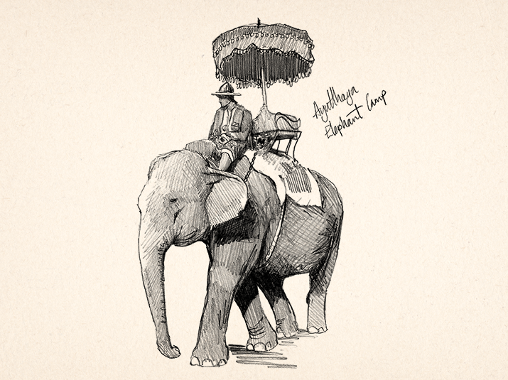 Sketch illustration of a man sitting on an elephant